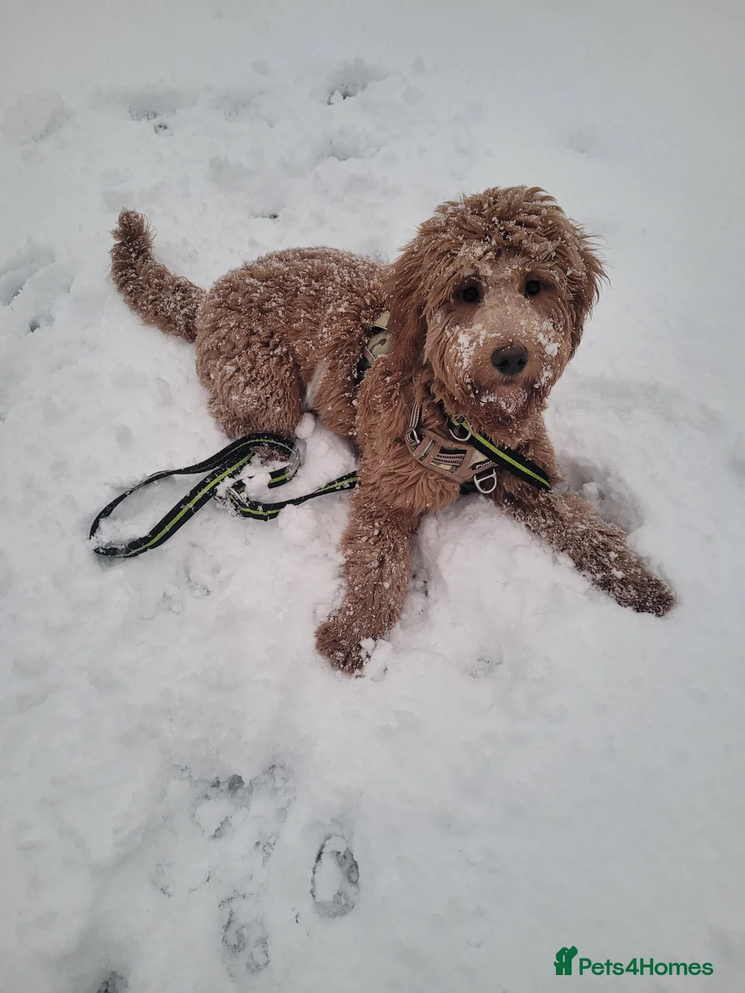 Goldendoodle dogs for sale: Gorgeous male Goldendoodle adorable boy - Advert 4