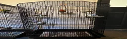 Lovebirds birds for sale: 2 lovebird pairs and cage for sale. in Brierley Hill - Advert 2