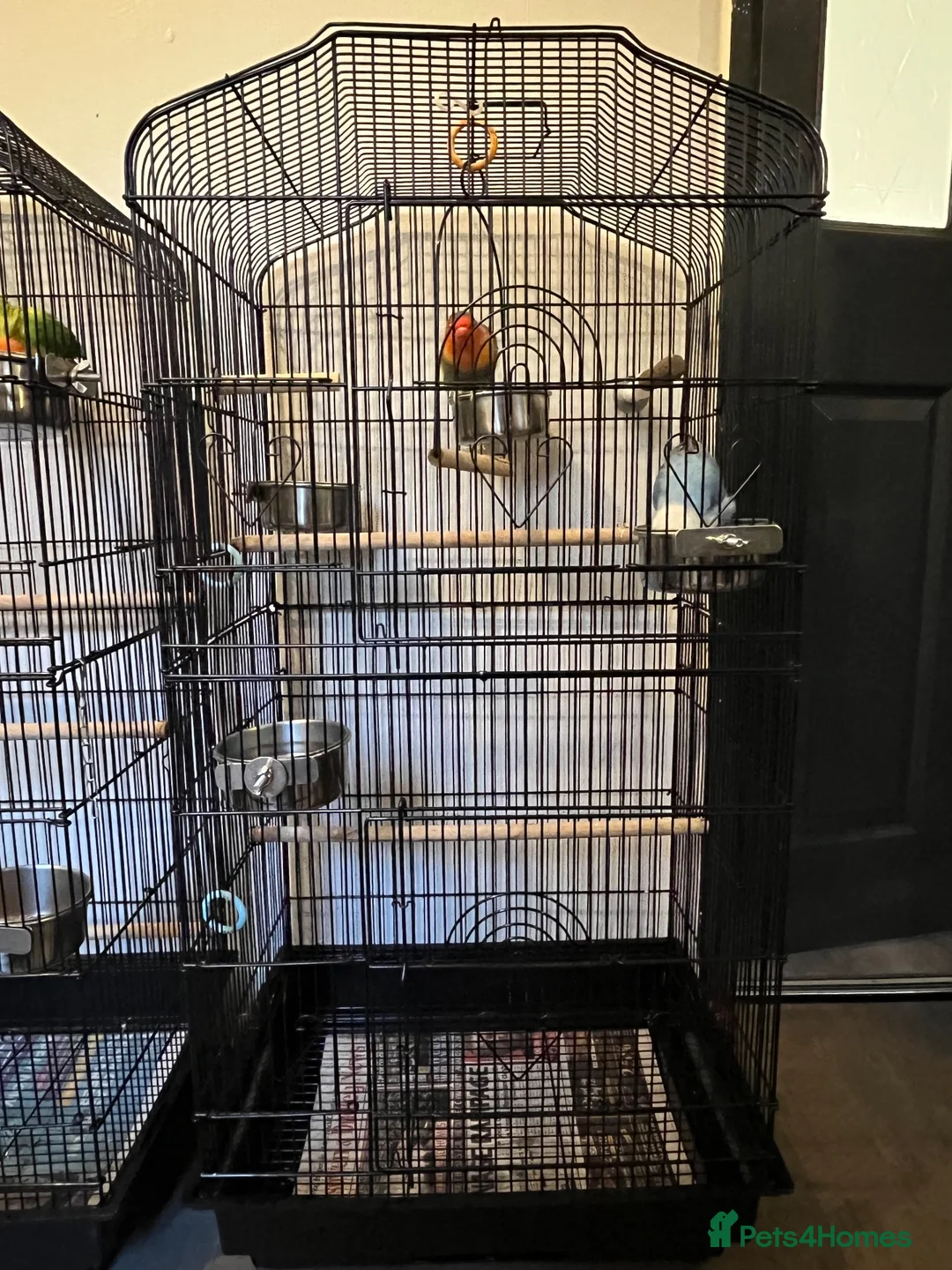 Lovebirds birds for sale: 2 lovebird pairs and cage for sale. in Brierley Hill - Advert 2