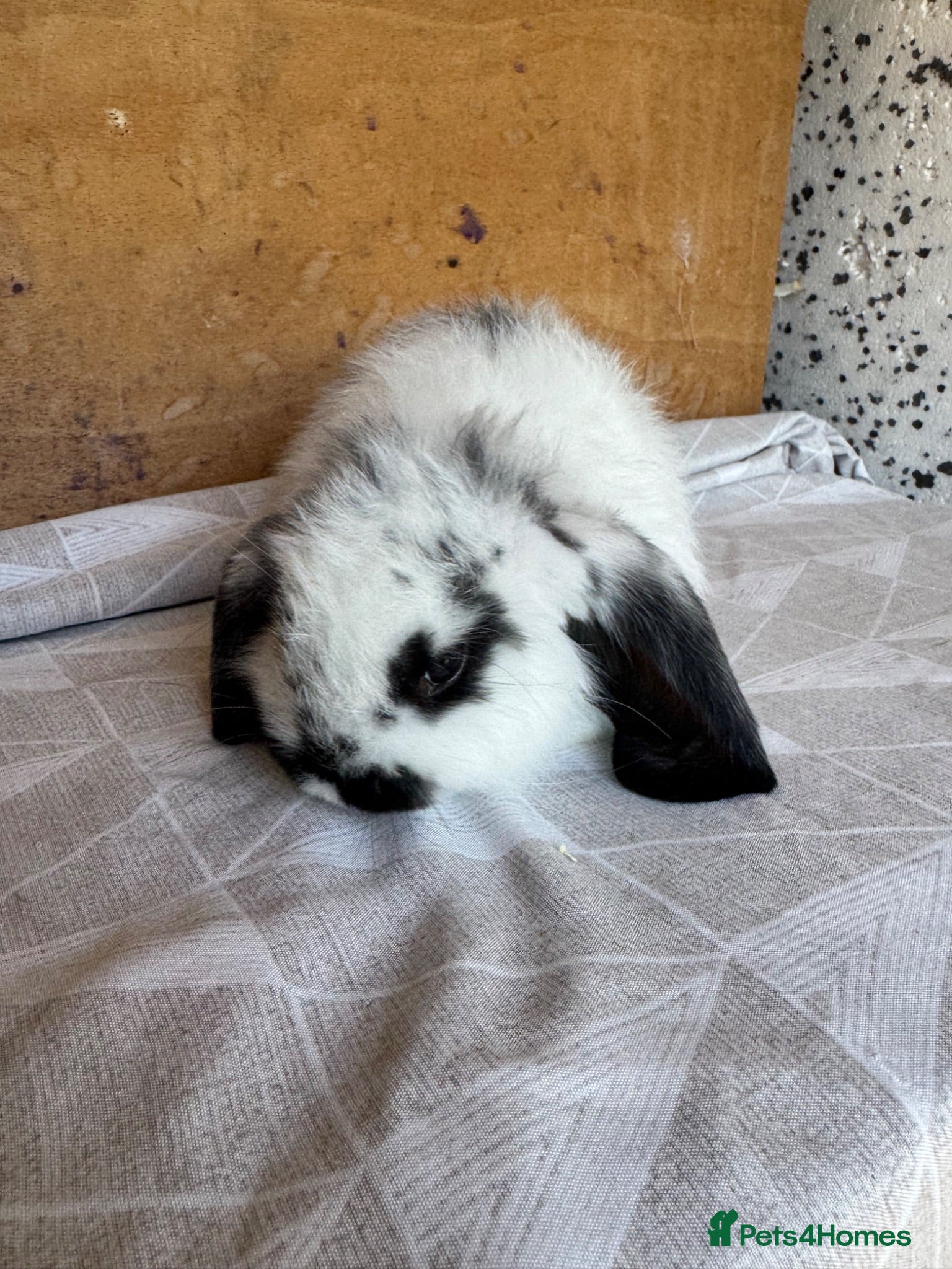 French Lop rabbits French lop babies  - Advert 2