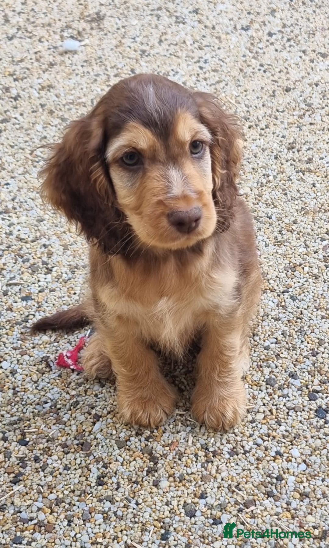 Cocker Spaniel dogs for sale: Gorgeous Chocolate & Sable Show Cocker Pups Ready - Image 15