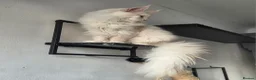 Maine Coon cats for sale: Outstanding Quality Tica shaded line kittens - Advert 22