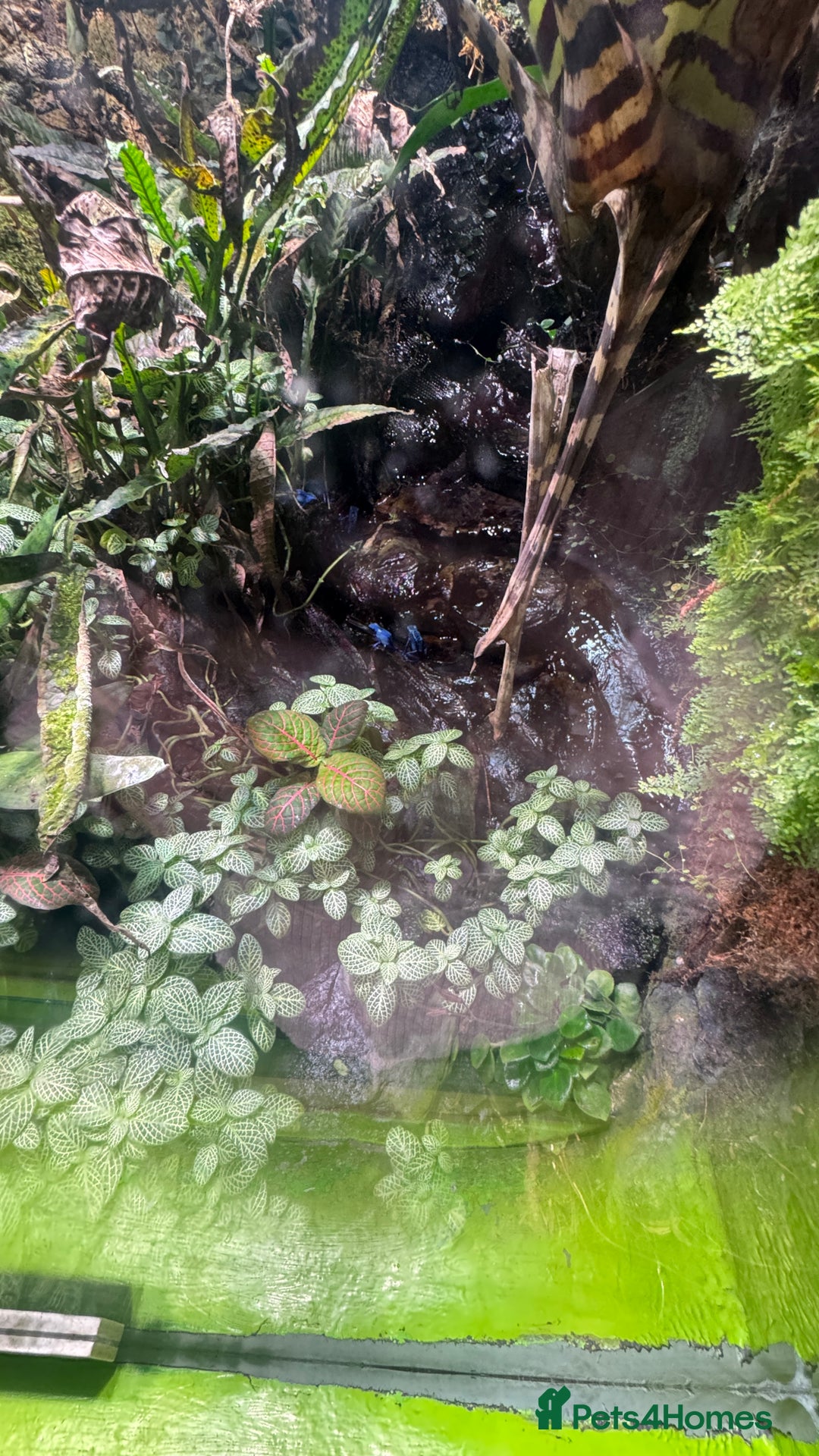 Cockapoo dogs for sale: cockapoo x toy poodle  - Advert 6