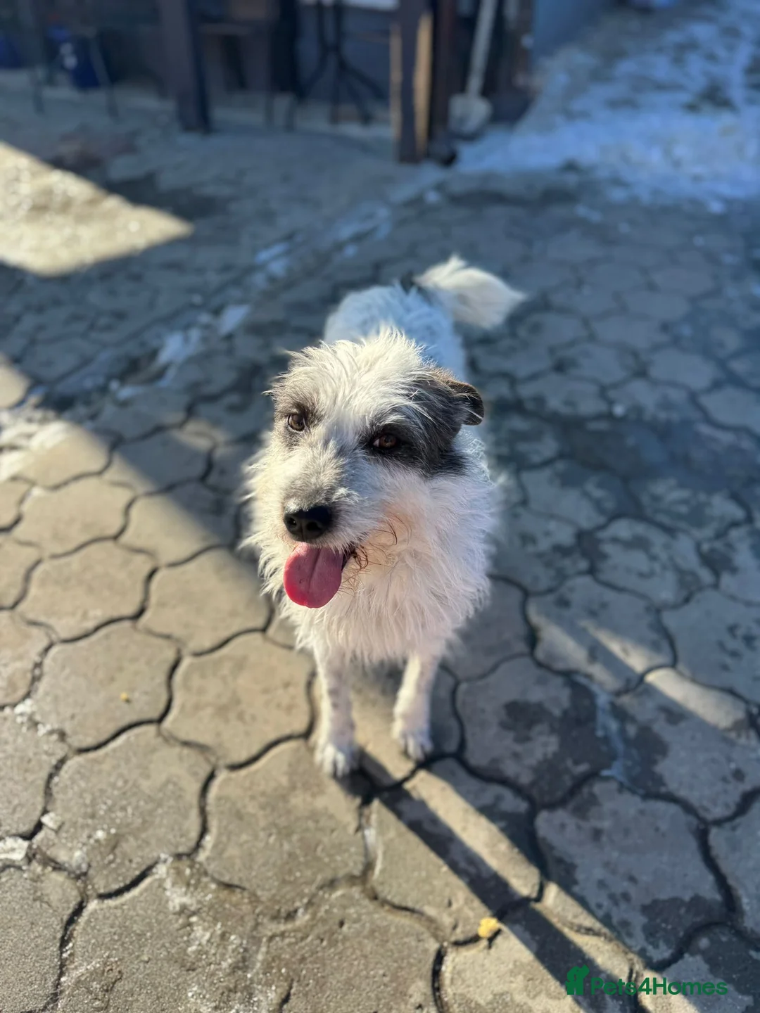 Mixed Breed dogs for adoption: 🐾MIRA🐾, a beautiful young girl for a Loving Home - Advert 24