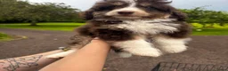 Mixed Breed dogs for sale: Beautiful cavapoo cross pomsky boy - Advert 2