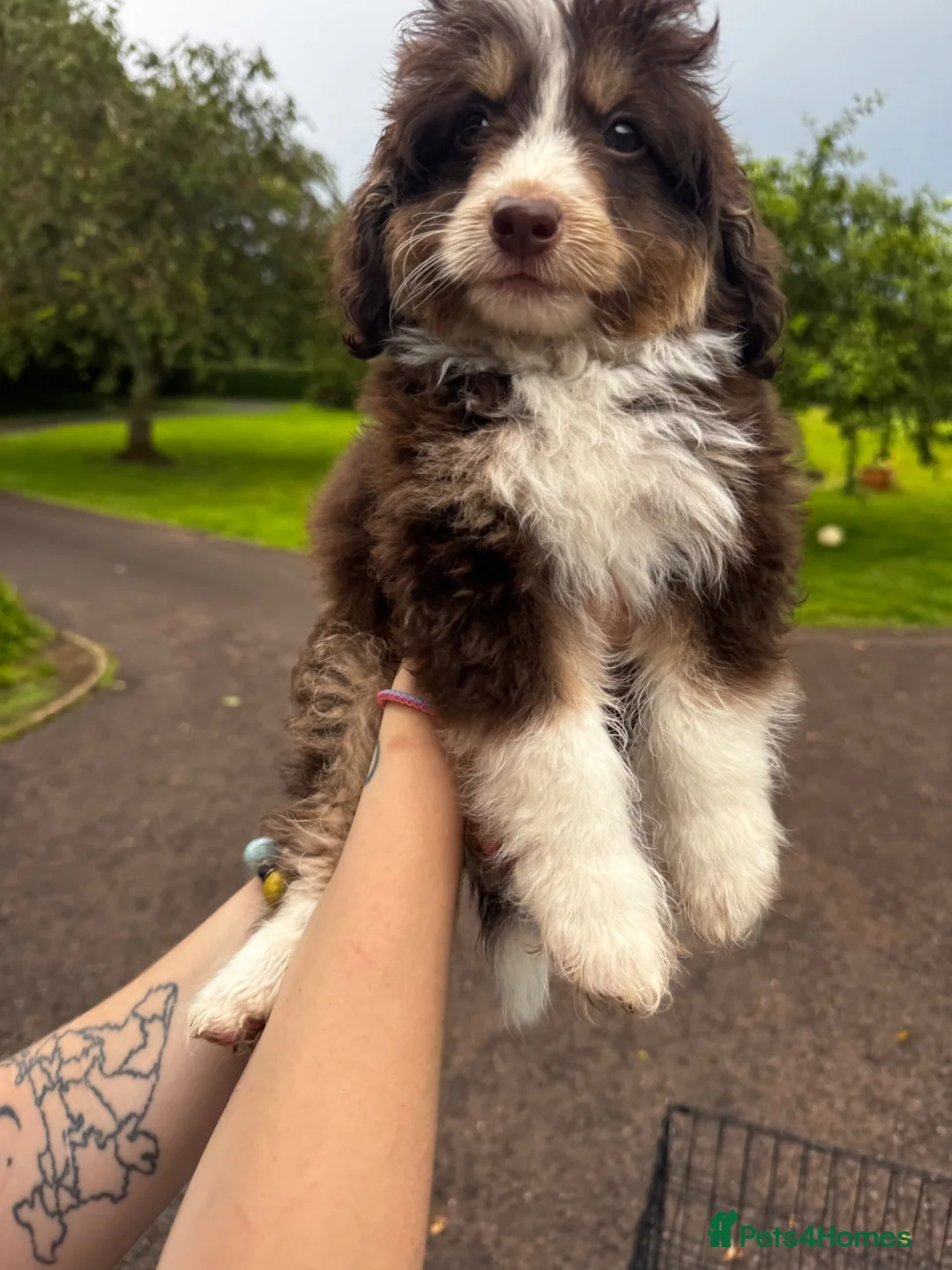 Mixed Breed dogs for sale: Beautiful cavapoo cross pomsky boy - Advert 2