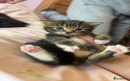 Mixed Breed cats for sale: Mixed breed fluffy kittens.  - Image 13
