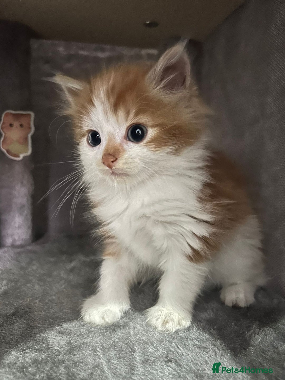 British Longhair cats for sale: Beautiful Fluffy Long-Haired British Tabby Kittens - Image 24