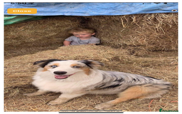 Australian Shepherd dogs for sale: Beautiful Australian Shepherd looking for new home - Image 3