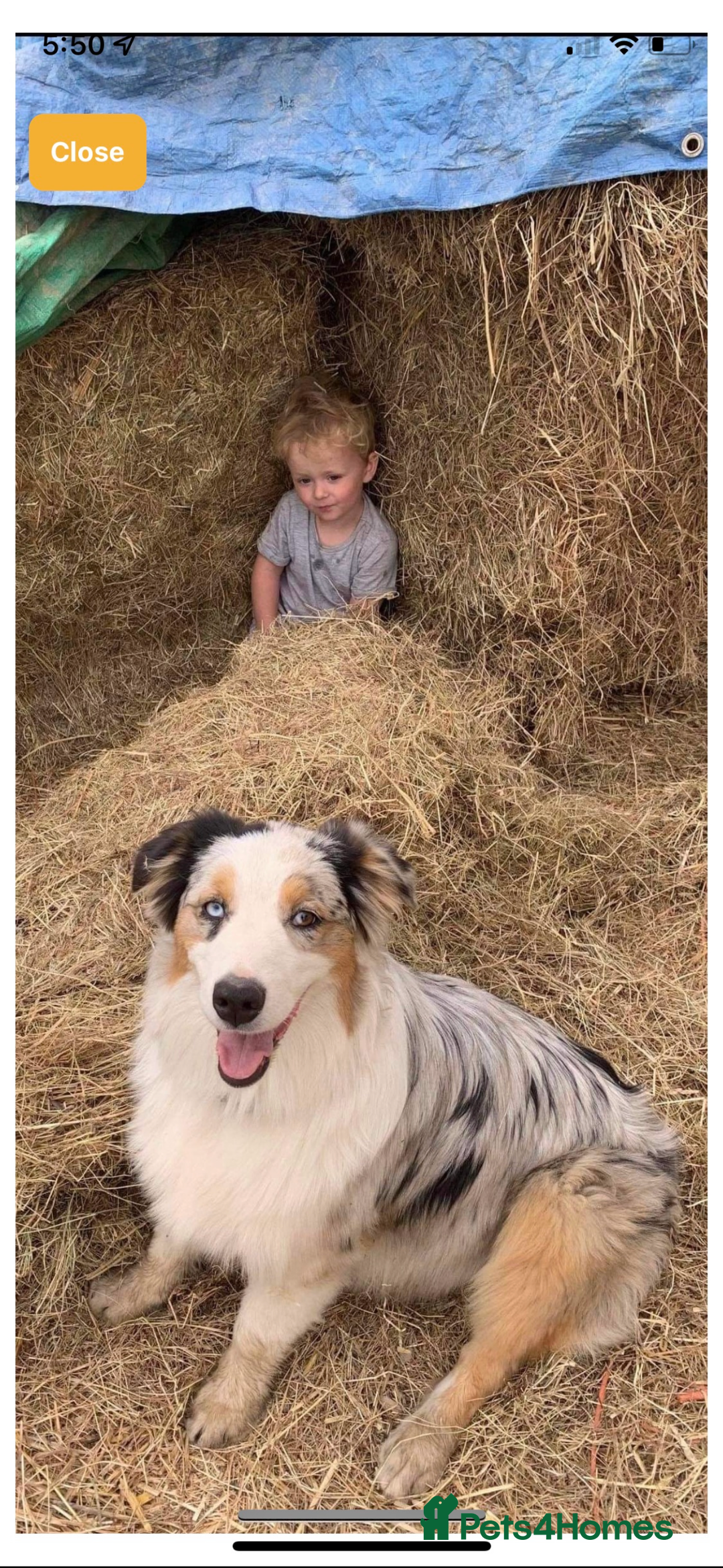 Australian Shepherd dogs for sale: Beautiful Australian Shepherd looking for new home - Image 3