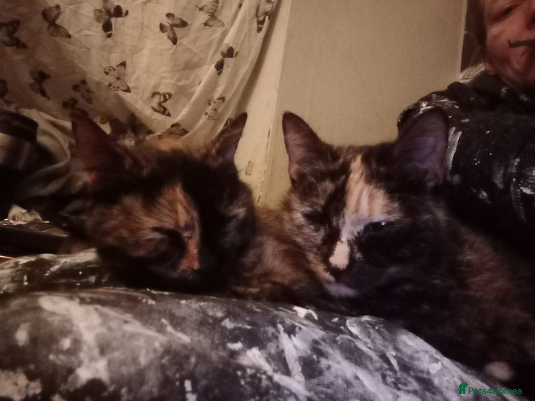 Domestic Shorthair cats for sale: 2 female kittens - Image 3