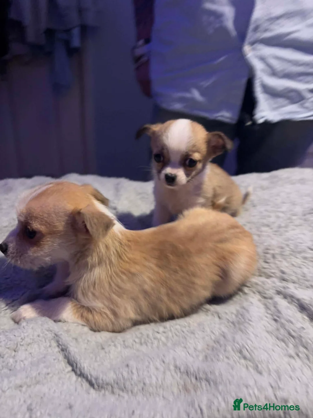 Mixed Breed dogs for sale: Adorable Teacup Chi-Tzu Puppies  - Advert 2