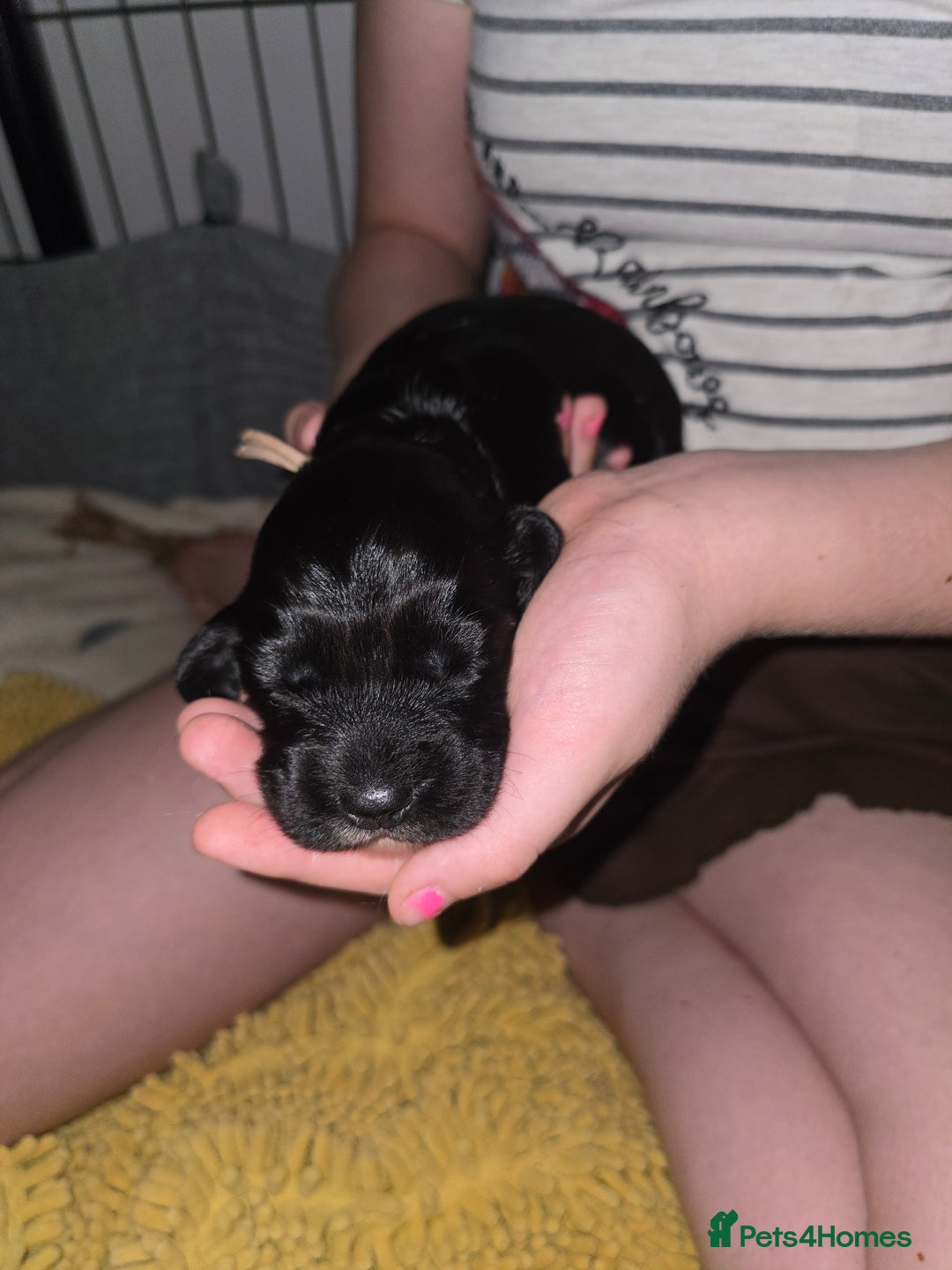 Sprocker dogs for sale: 9 Beautiful Sprocker puppies for sale - Image 5