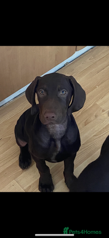 Mixed Breed dogs - Advert 14