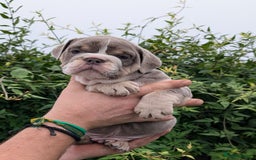 English Bulldog dogs for sale: English Bulldog Puppies  - Advert 29