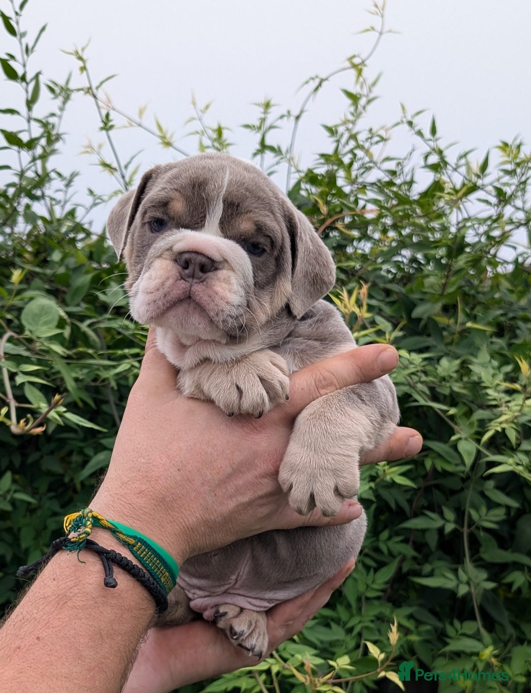 English Bulldog dogs for sale: English Bulldog Puppies  - Advert 29