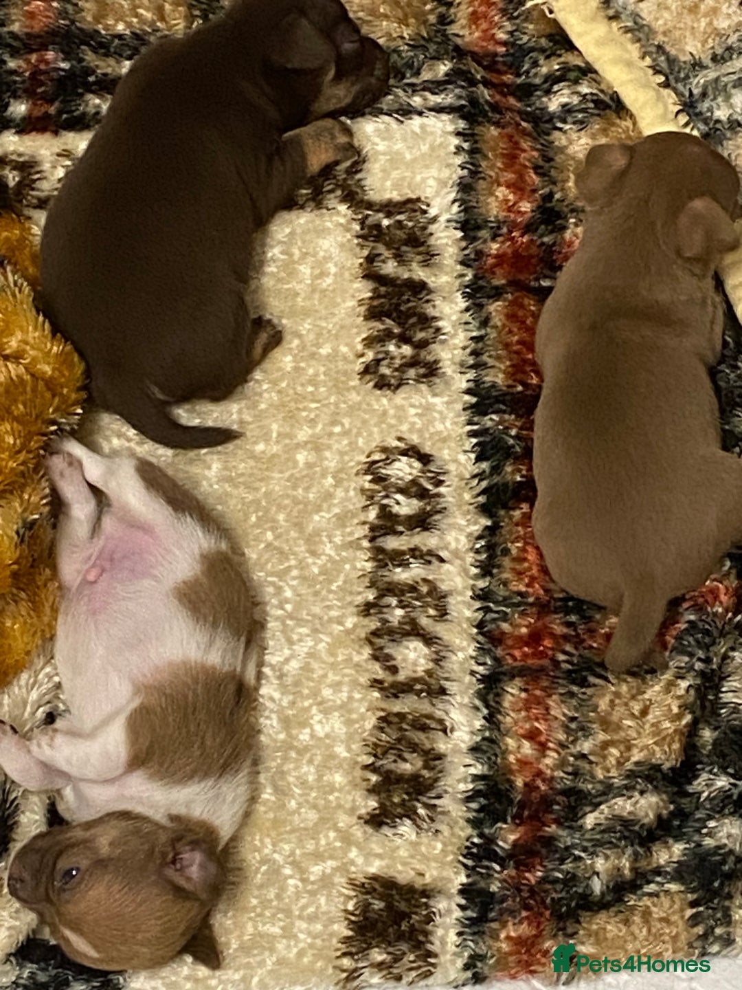 Chihuahua dogs for sale: Beautiful short haired chihuahua baby’s ! - Image 5