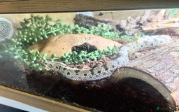 Snake reptiles for sale: Western Hognose Snake – Conda Het Albino (Male) - Image 6