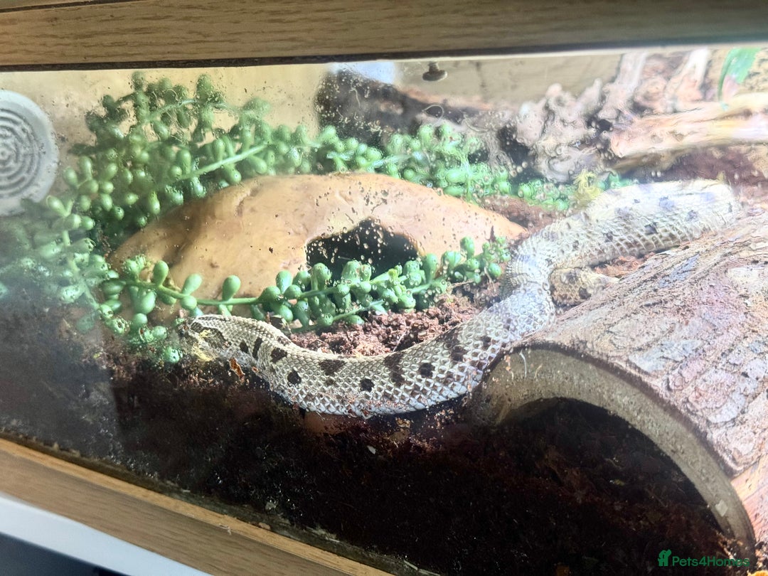 Snake reptiles for sale: Western Hognose Snake – Conda Het Albino (Male) - Image 6