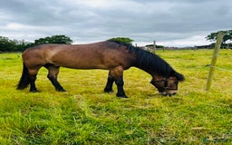 New Forest horses for sale: Sensible offers 13.2hh gelding - Image 3