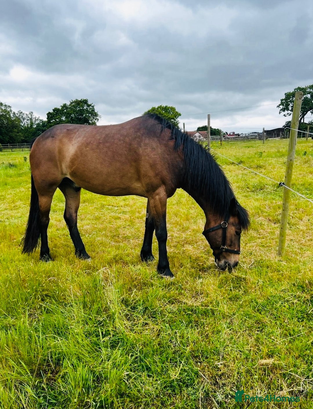 New Forest horses for sale: Sensible offers 13.2hh gelding - Image 3