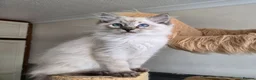 Ragdoll cats for sale: Gorgeous seal tabby male Ragdoll kittens  - Advert 9