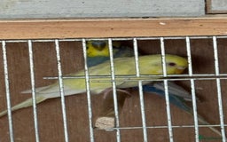 Budgerigars birds for sale: Breeding pairs with chicks - Image 9