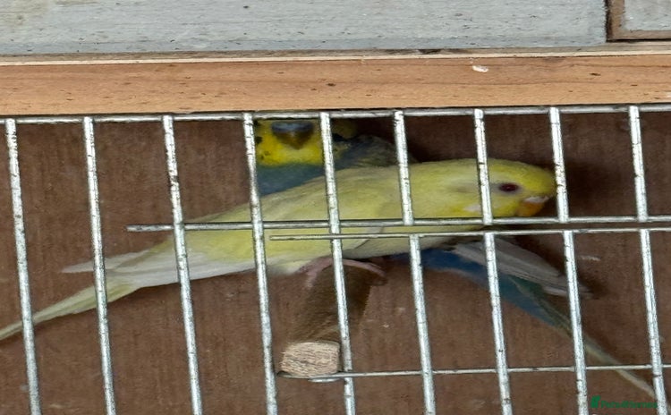 Budgerigars birds Breeding pairs with chicks - Advert 5