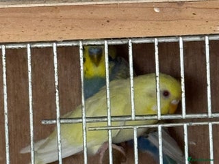 Budgerigars birds Breeding pairs with chicks - Advert 16