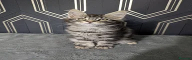 Maine Coon 2