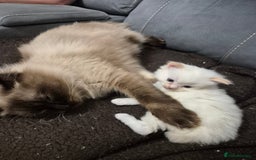 Ragdoll cats for sale: 2 pure flame point ragdolls - Advert 9