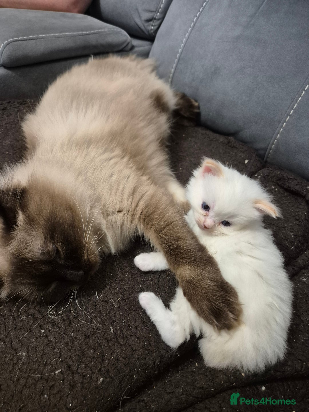 Ragdoll cats for sale: 2 pure flame point ragdolls - Advert 9