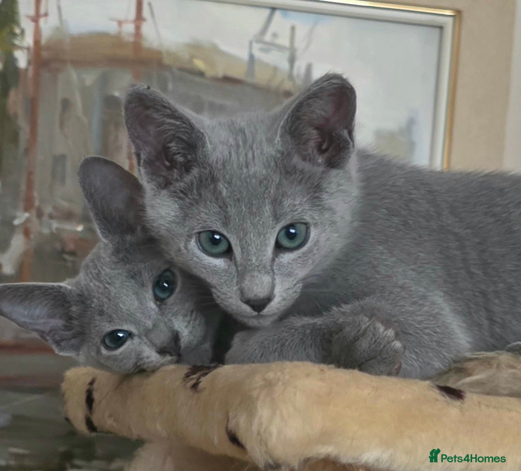 Russian Blue cats Russian Blue Brothers Preferably Together N.London - Advert 13