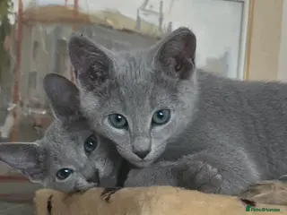 Russian Blue cats Russian Blue Brothers Preferably Together N.London - Advert 2