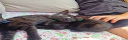 Mixed Breed cats for sale: 5 beautiful black kittens 10weeks 2xfemales 3xmale in Stockport - Advert 7