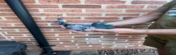 Pigeons birds for sale: Racing pigeons stock cocks with pedigree - Advert 3
