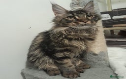 Maine Coon cats for sale: two girl with 5 pedigree maine coon - Advert 19
