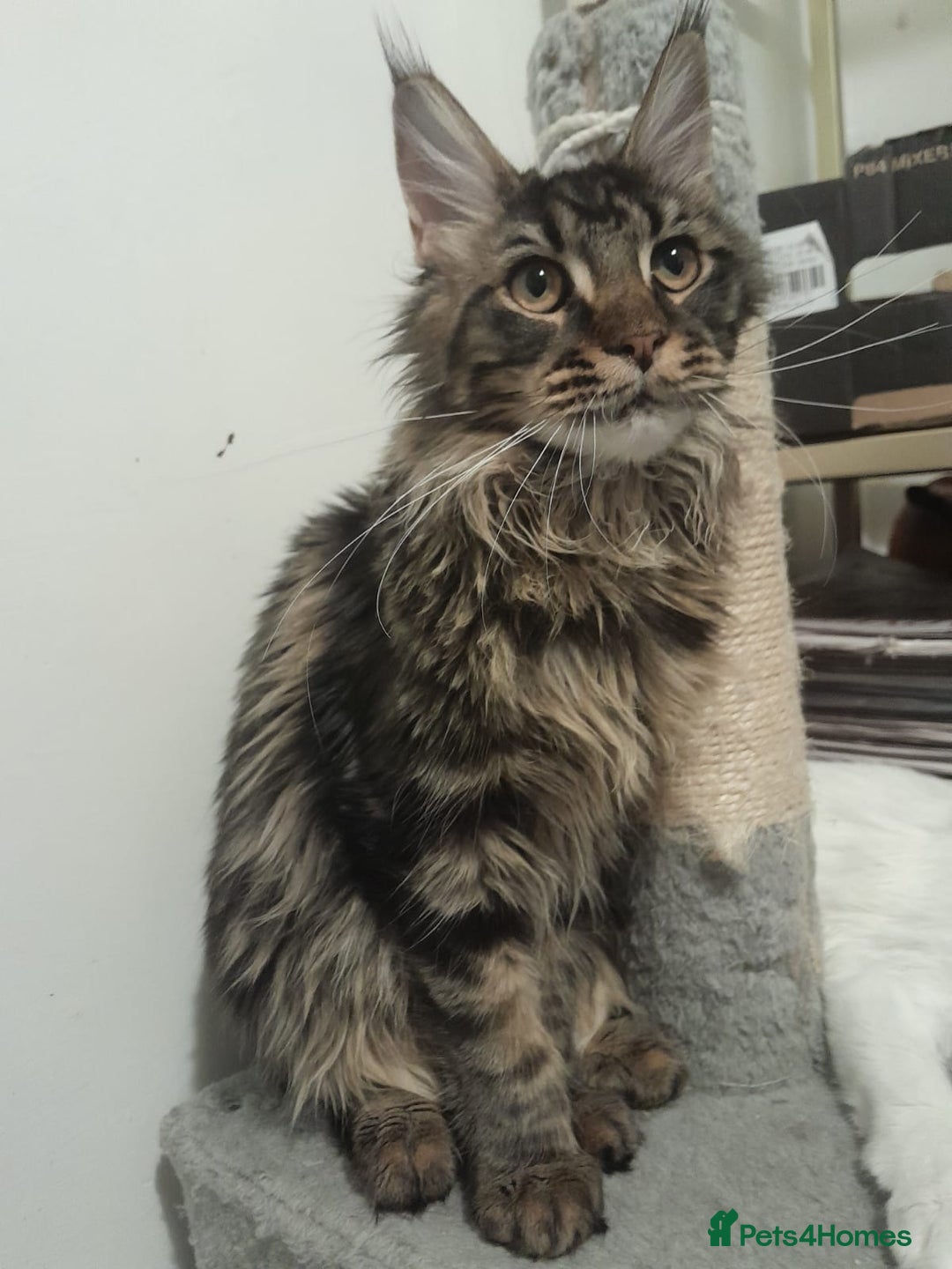 Maine Coon cats for sale: two girl with 5 pedigree maine coon - Advert 19