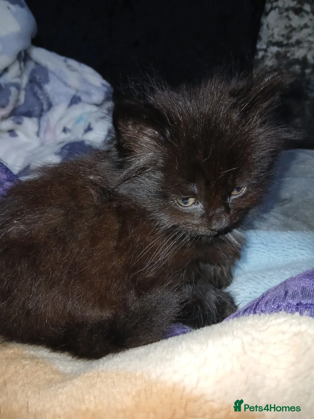 Mixed Breed cats for sale: Kittens for sale  - Advert 6