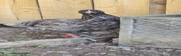 Chickens poultry for sale: Blue Jersey Giant Trio - Advert 4
