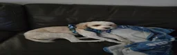 Cavapoo dogs for sale: Rehoming Male dog 3 years old - Advert 6