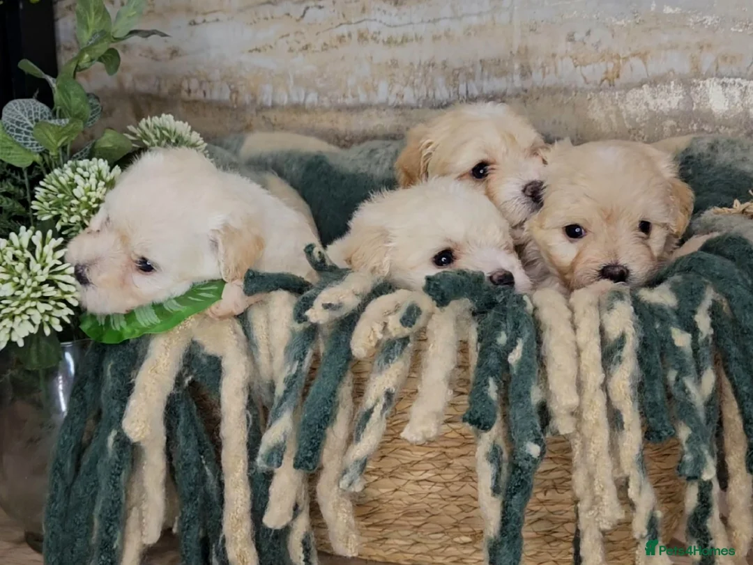 Maltipoo dogs for sale: Exceptional TINY toy🧸 Japanese X Asian Maltipoos - Advert 6