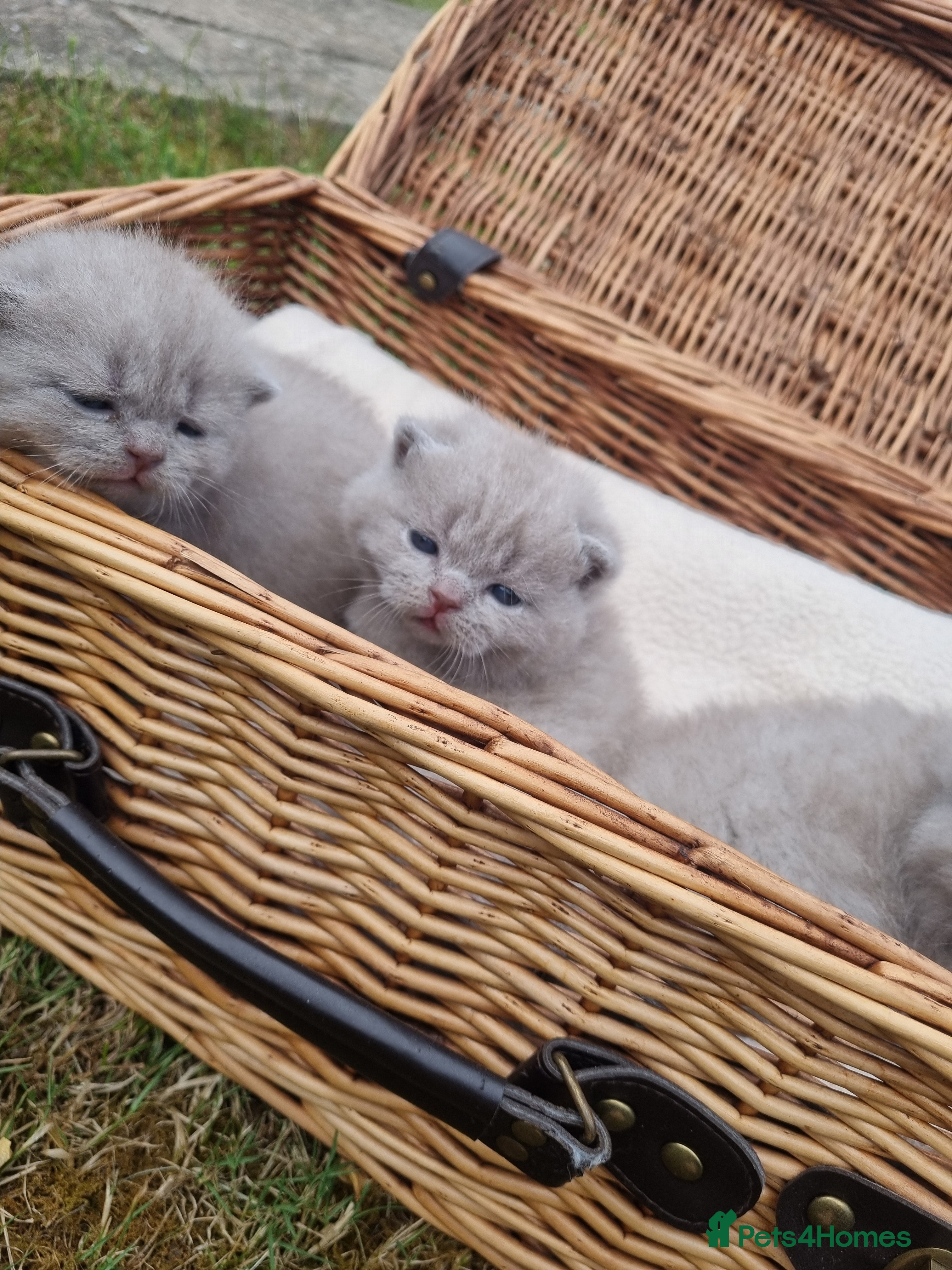 Scottish Fold cats for sale: 6 Scottish fold kittens  in Grays - Advert 5