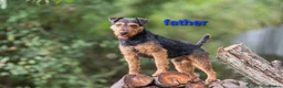 Lakeland Terrier dogs for sale: Gorgeous Lakeland terrier puppies - Advert 6