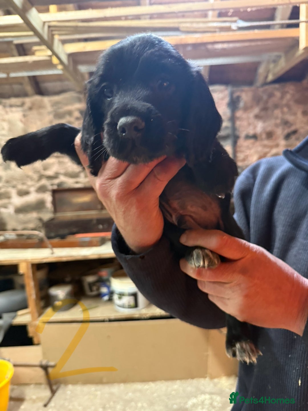 Cocker Spaniel dogs for sale: Cocker spaniel puppies - Image 9