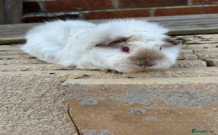 Guinea Pig rodents - Advert 1