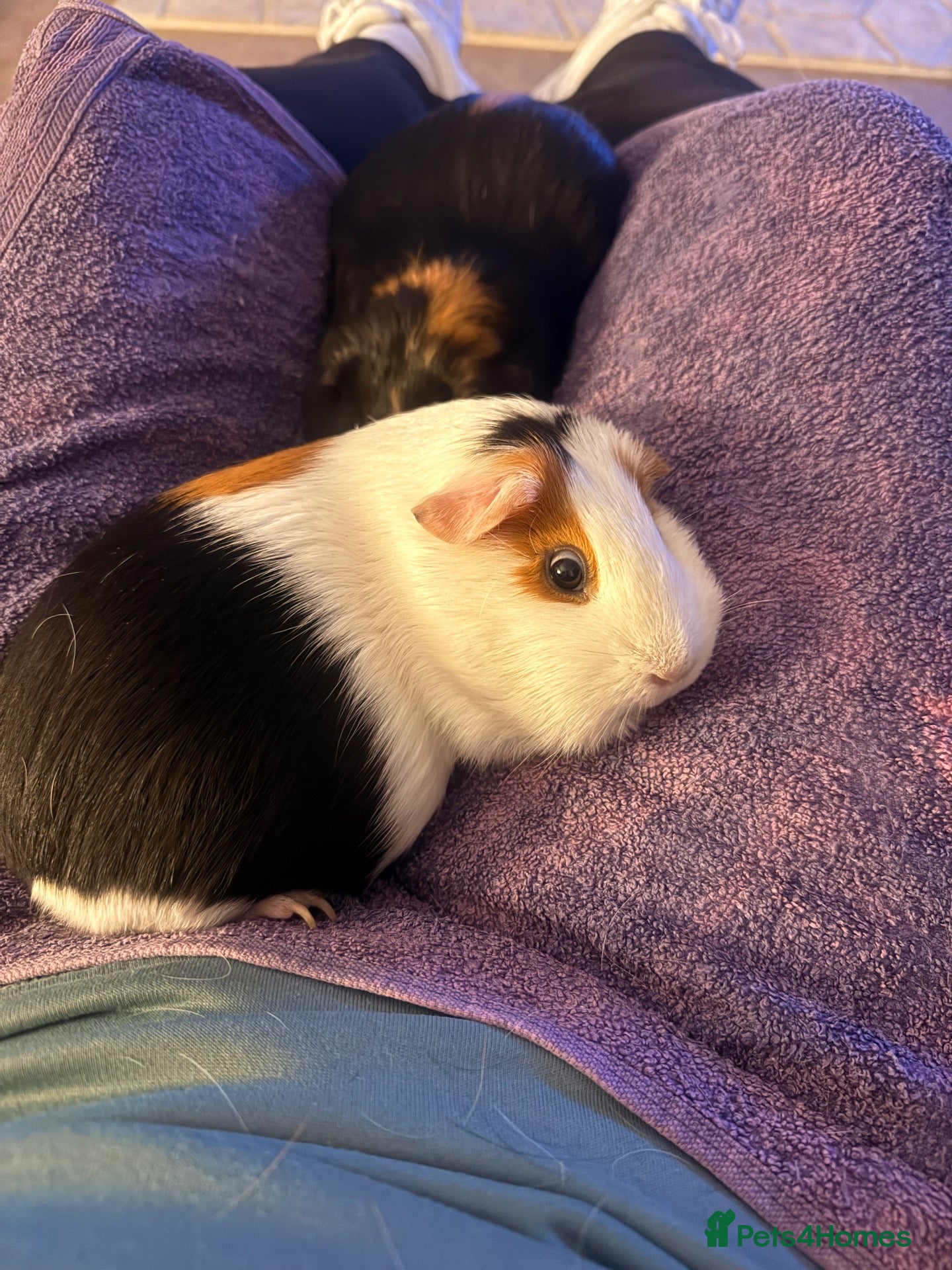 Guinea Pig rodents 2 x male guinea pigs  - Advert 9