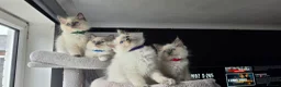 Ragdoll cats for sale: Ragdoll kittens  - Advert 10