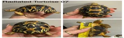 Tortoise reptiles for sale: Radiated tortoises At Urban Exotics - Advert 4