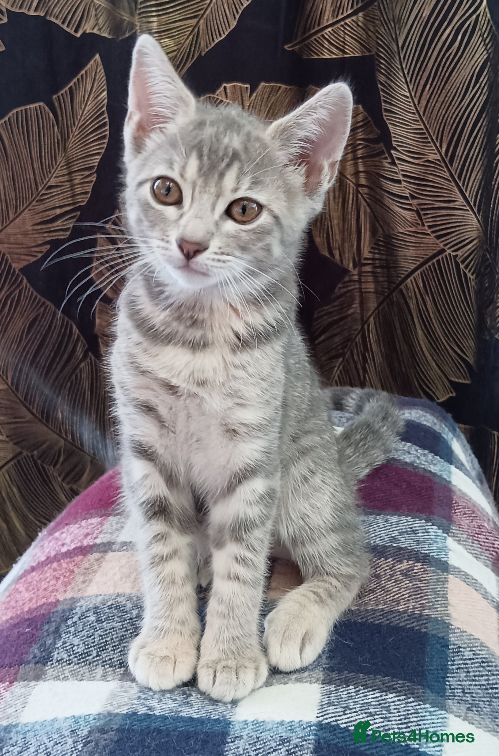 Mixed Breed cats Half Bengal kittens for sale - Advert 2